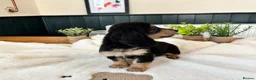 Miniature Dachshund dogs for sale: (3left, ready) Long haired miniature Dachshund  - Advert 12
