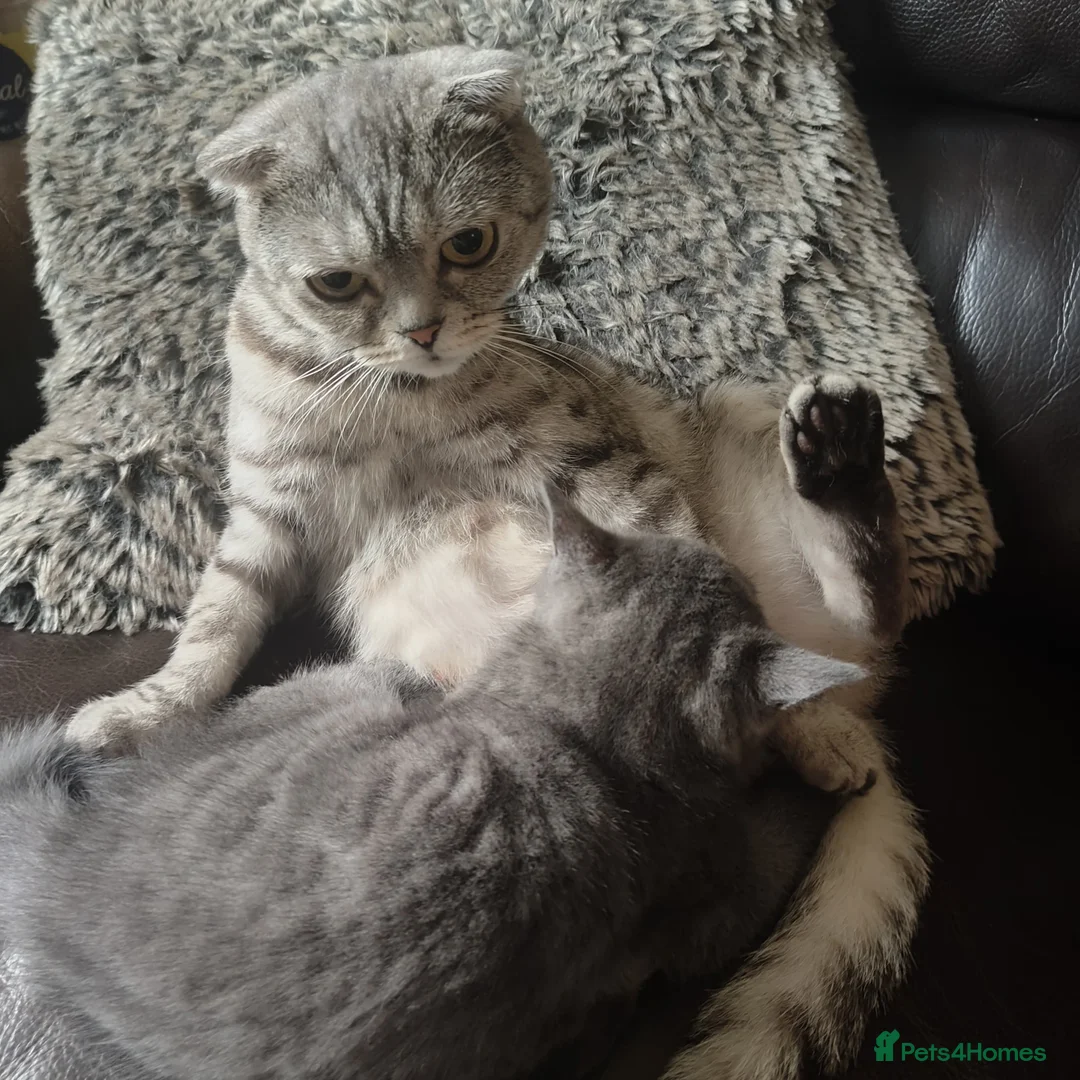 Scottish Fold cats for sale: 3 beautiful kittens - Advert 17