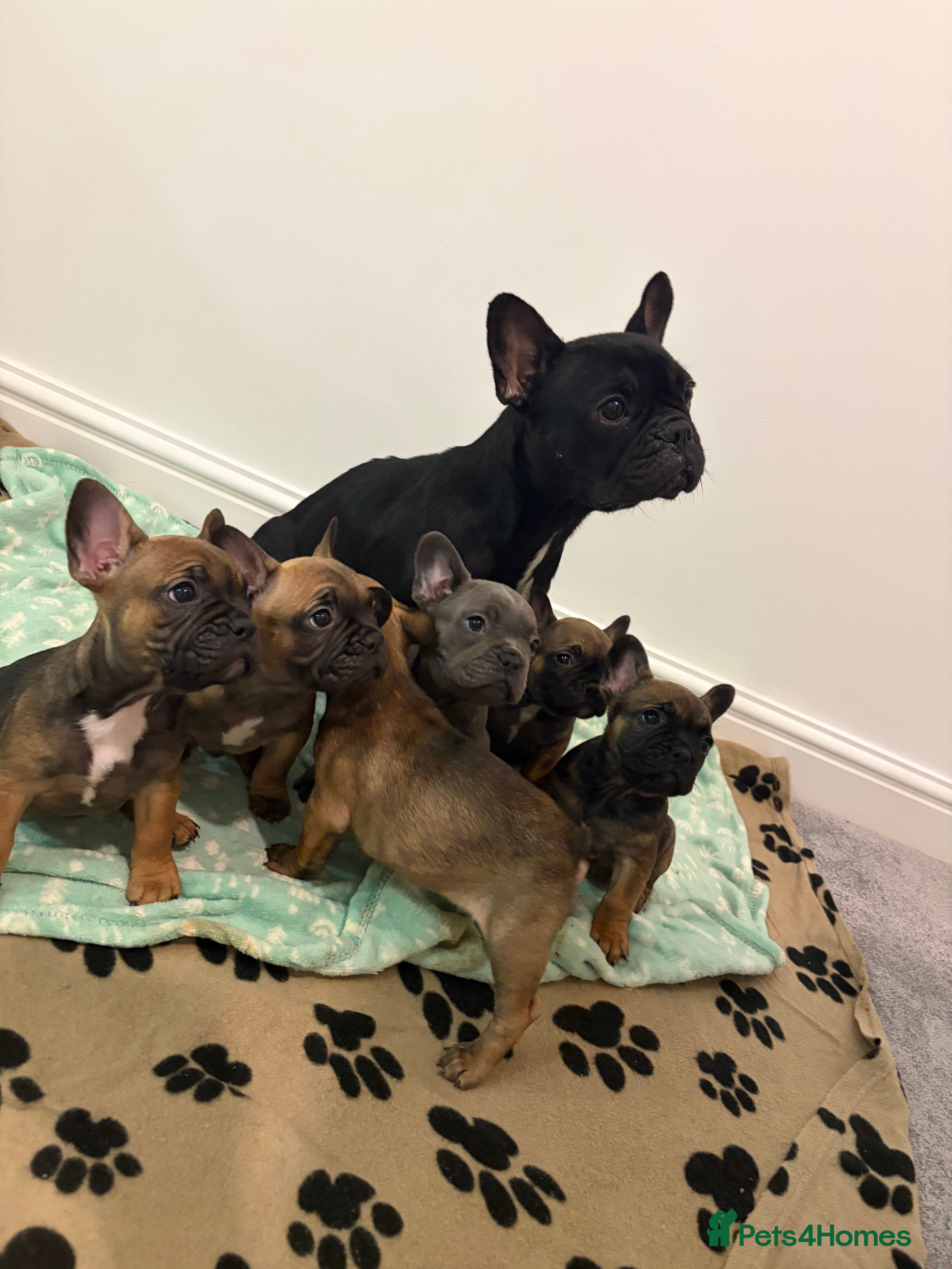 French Bulldog dogs ✨READY TO GO THIS WEEK!✨Frenchie Pups✨ - Advert 2