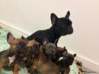 French Bulldog dogs ✨READY TO GO THIS WEEK!✨Frenchie Pups✨ - Advert 2