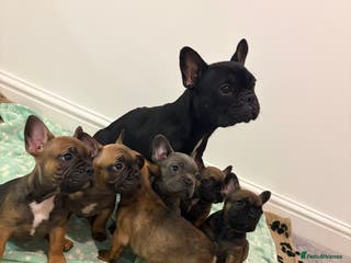 French Bulldog dogs 1 LEFT!✨READY TO GO NOW!✨Frenchie Pups✨ - Advert 11