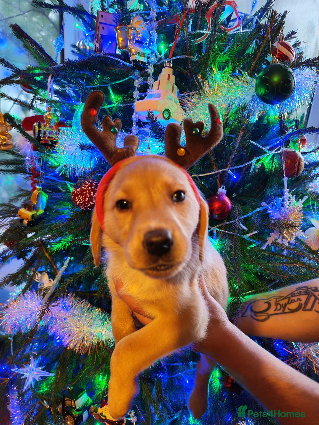 Labradoodle dogs for sale: Beautiful labradoodle puppies for sale  - Advert 17