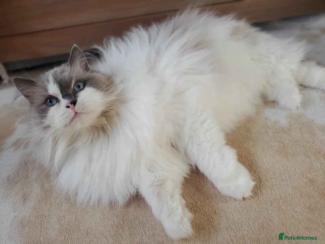 Ragdoll cats for sale: Loving Ragdoll girl for sale - Image 7