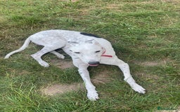 Greyhound dogs for sale: Rio - greyhound - Image 3