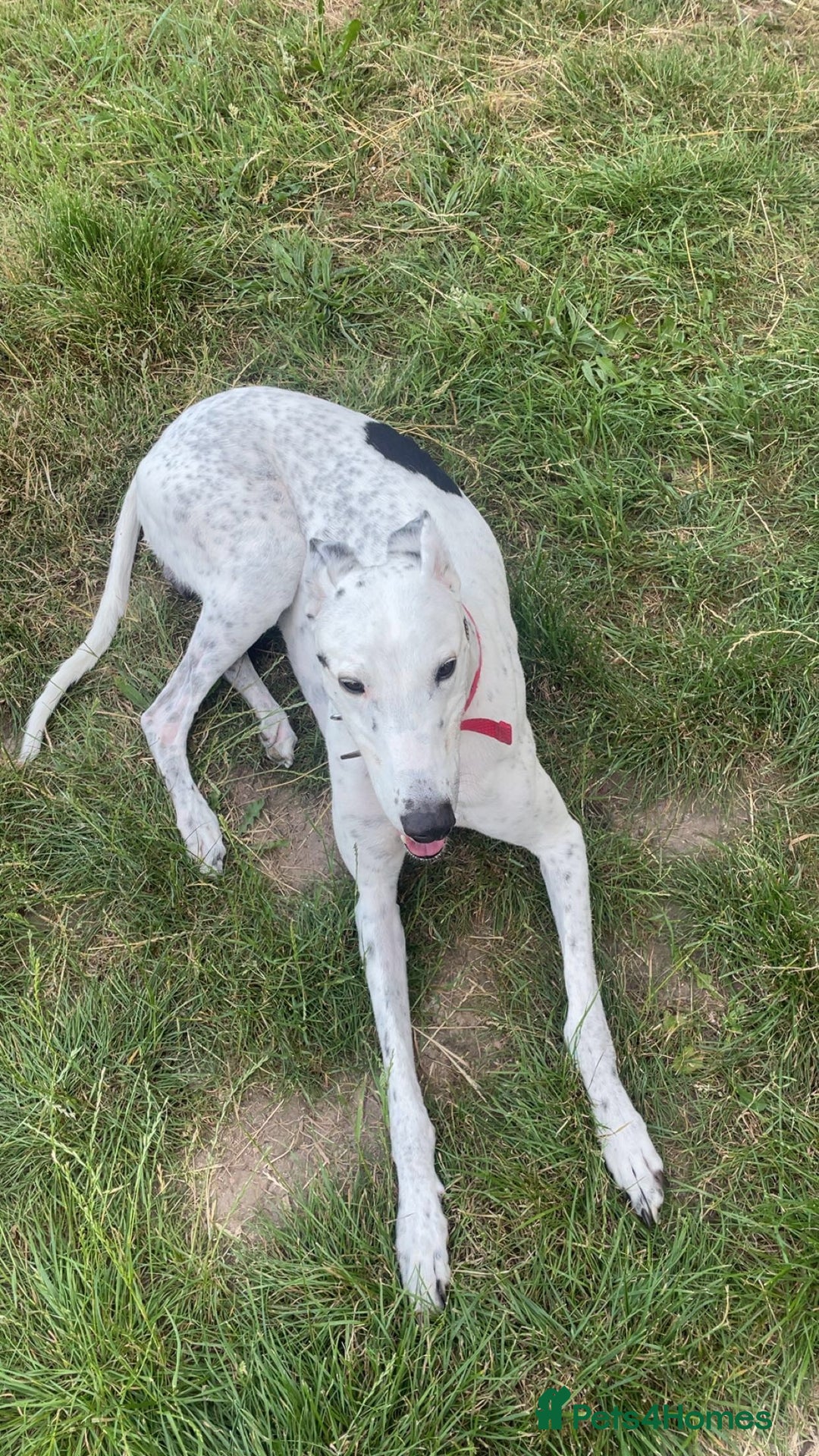 Greyhound dogs for sale: Rio - greyhound - Image 3