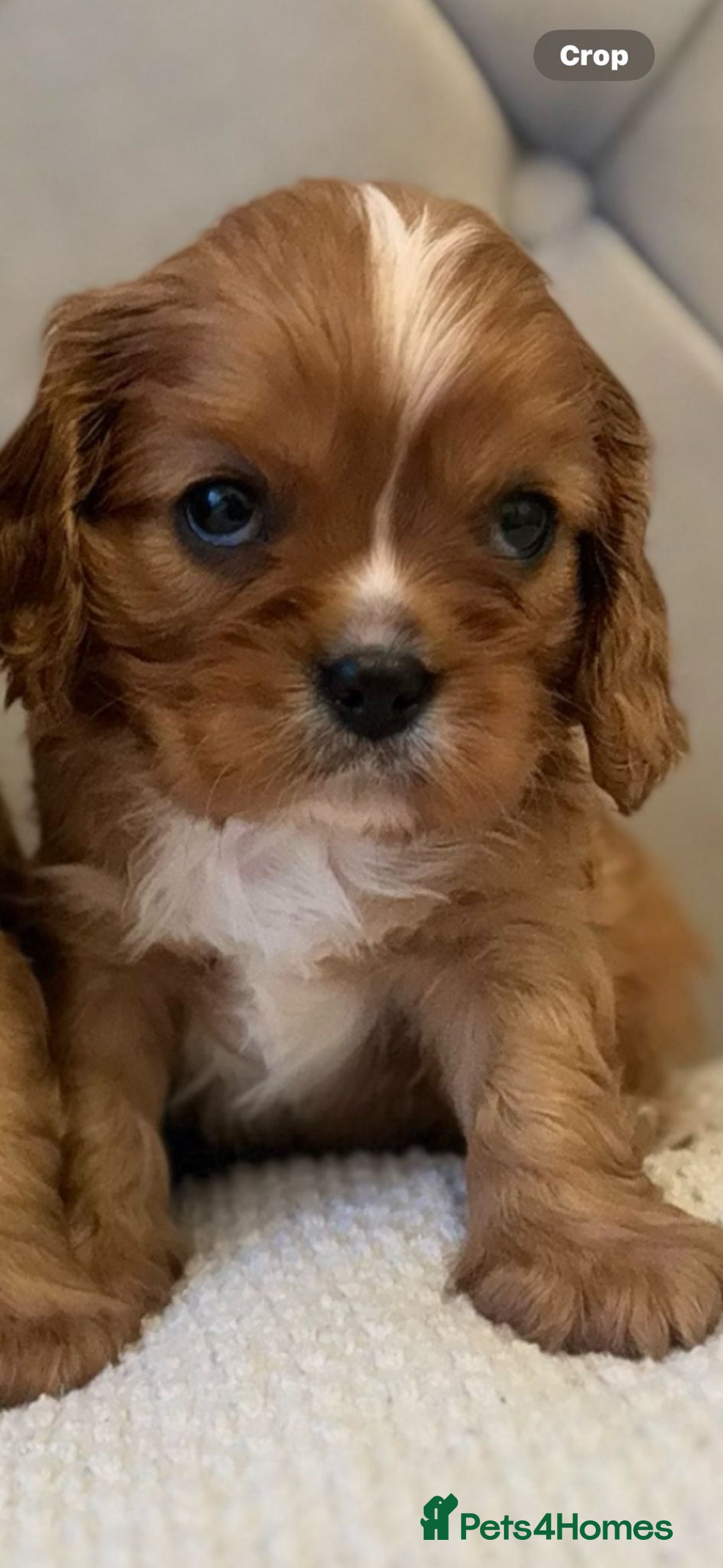 Cavalier King Charles Spaniel dogs for sale:  Outstanding Health-Tested Cavalier Puppies  - Advert 3