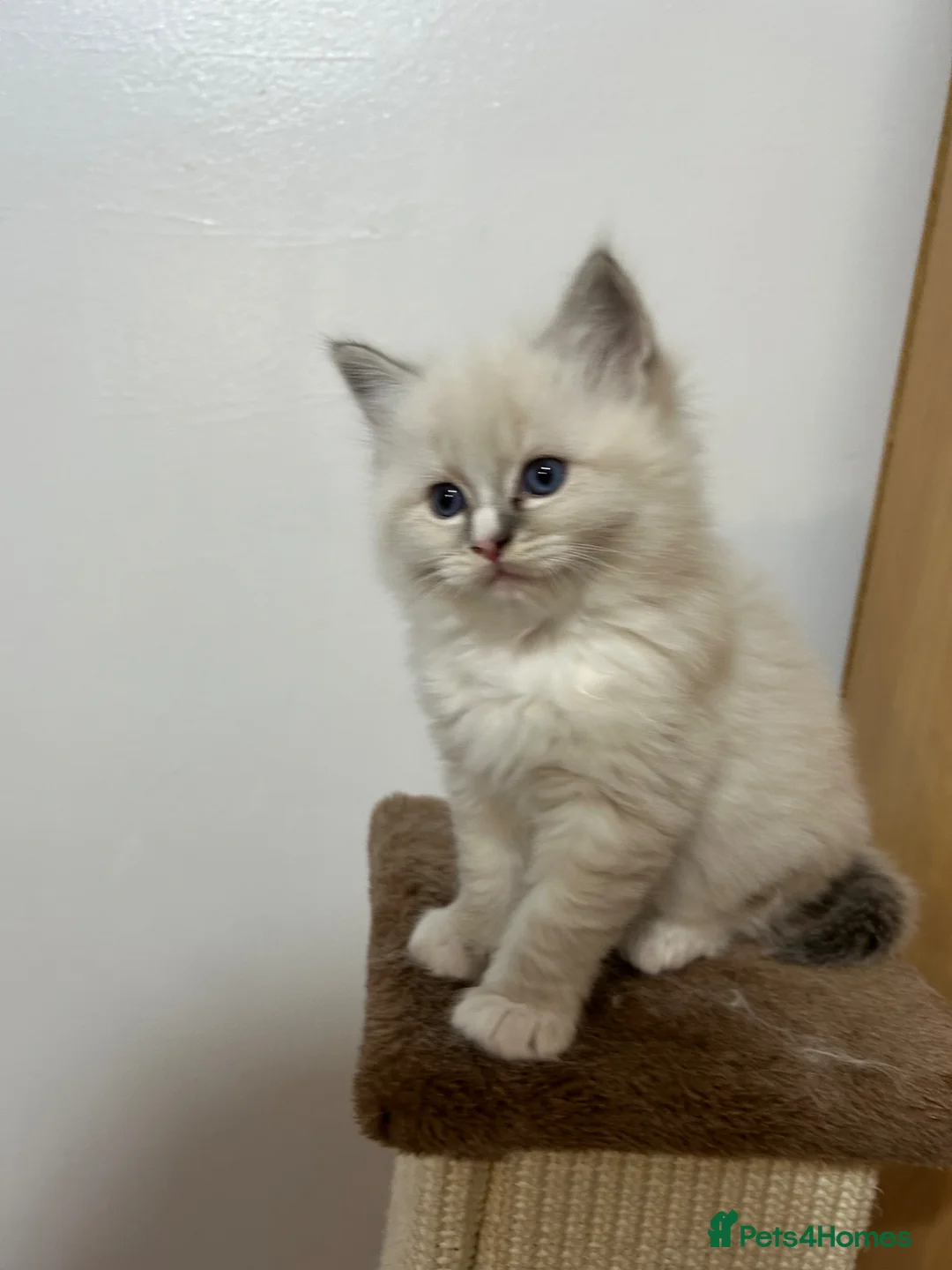 Ragdoll cats for sale: Adorable kittens  - Advert 10