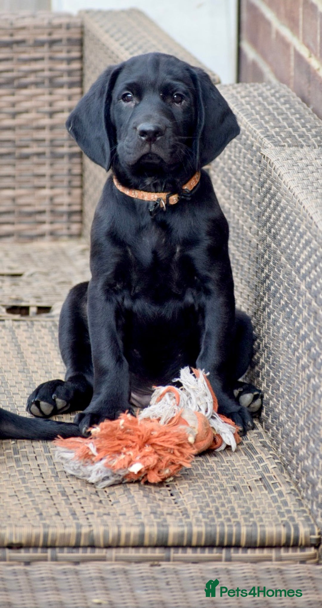 Cockerdor dogs for sale: Cockerdor Puppies - Image 2