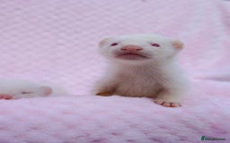 Ferret rodents for sale: Albino ferret kits  - Image 2
