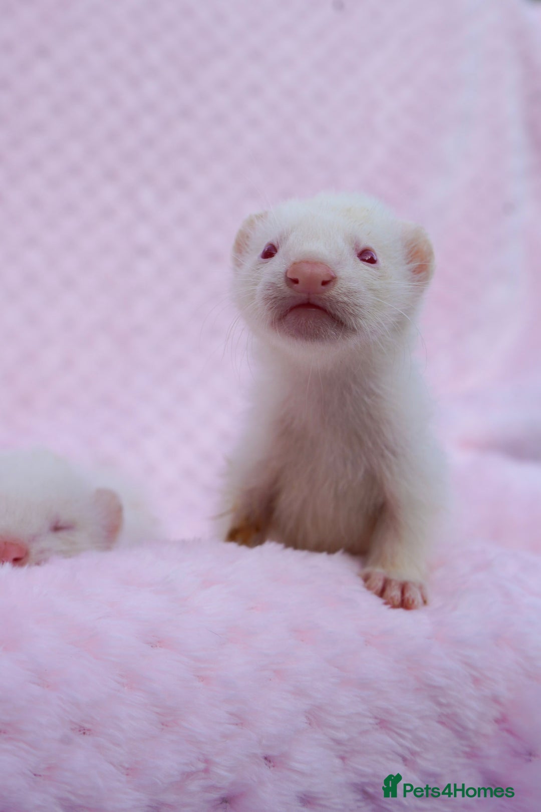 Ferret rodents for sale: Albino ferret kits  - Image 2