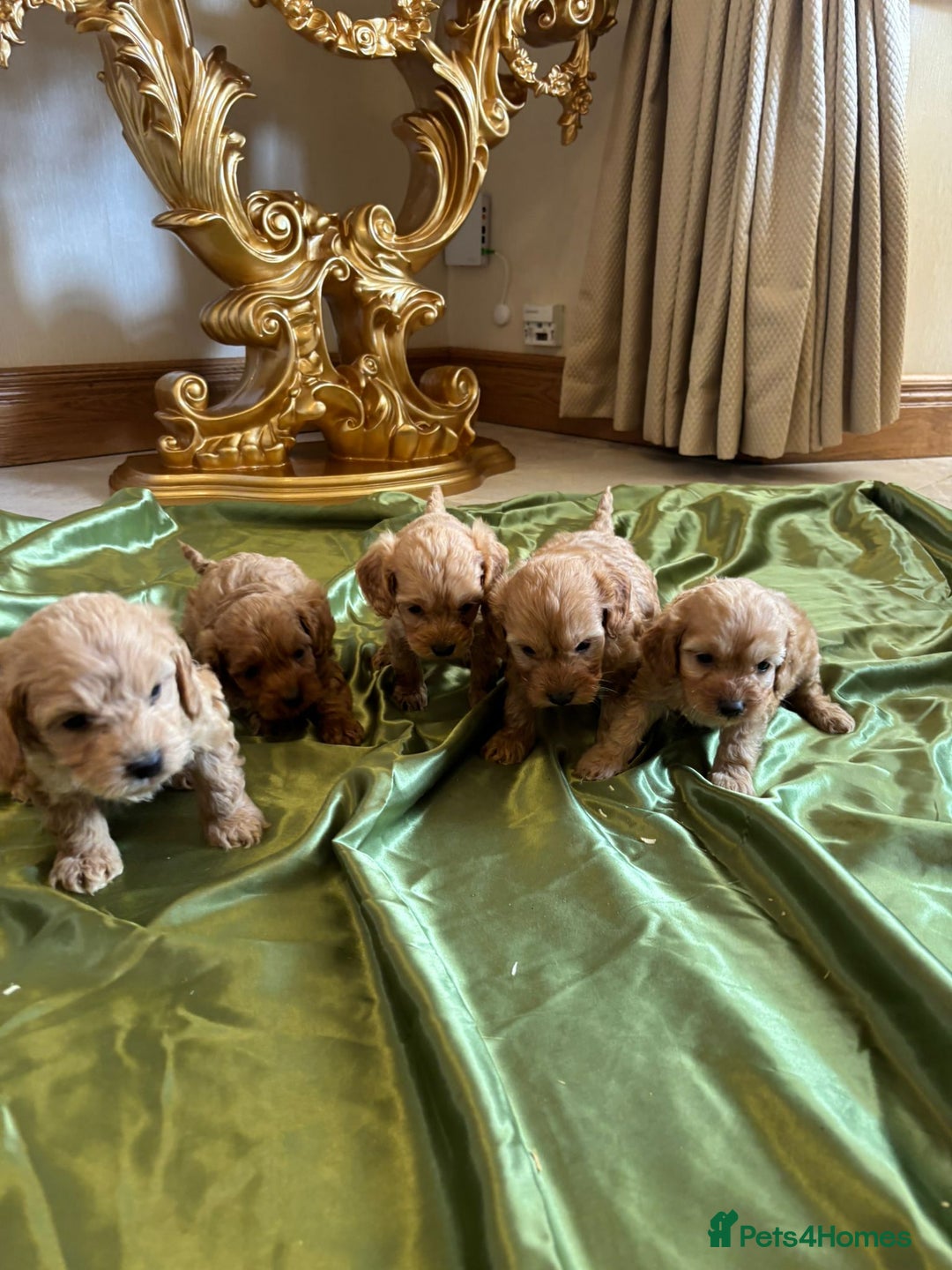 Cockapoo dogs for sale: F1 DNA Health Tested Cockapoos  - Image 1