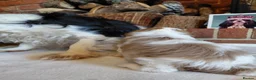 Cavalier King Charles Spaniel dogs for sale: KC. C.K.C.S from Champion Show Lines - Advert 3