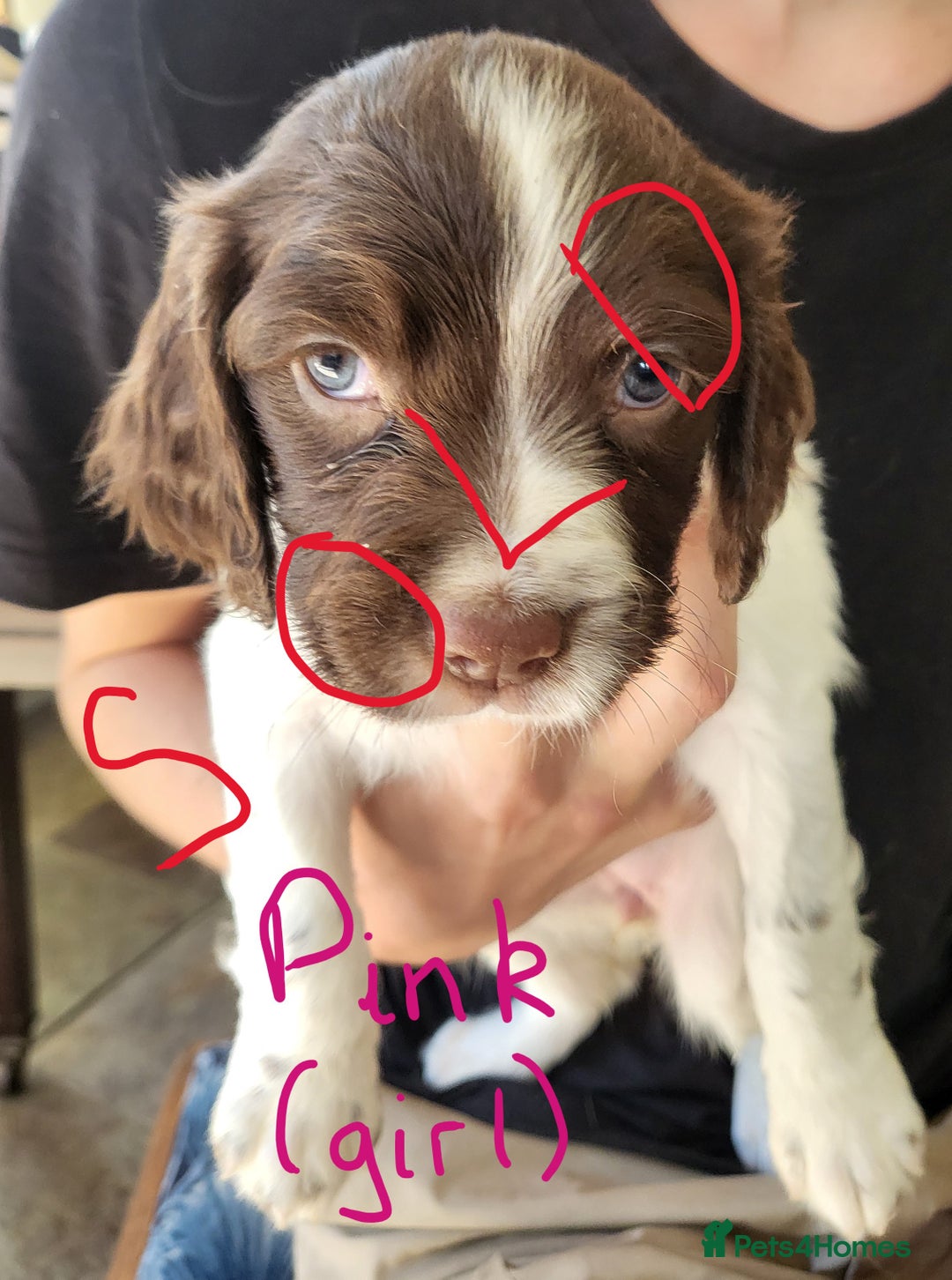English Springer Spaniel dogs for sale: Working English Springer Spaniel Puppies - Image 6