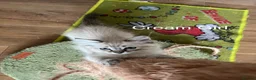 Siberian cats for sale: Amazing Siberian Neva Masquerade/Ragdoll kittens  - Advert 21