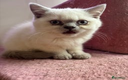 British Shorthair cats for sale: British short hair  - Image 4