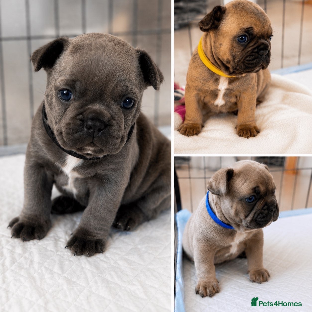 French Bulldog dogs ⭐️Health cleared KC registered French Bulldogs⭐️ - Advert 2