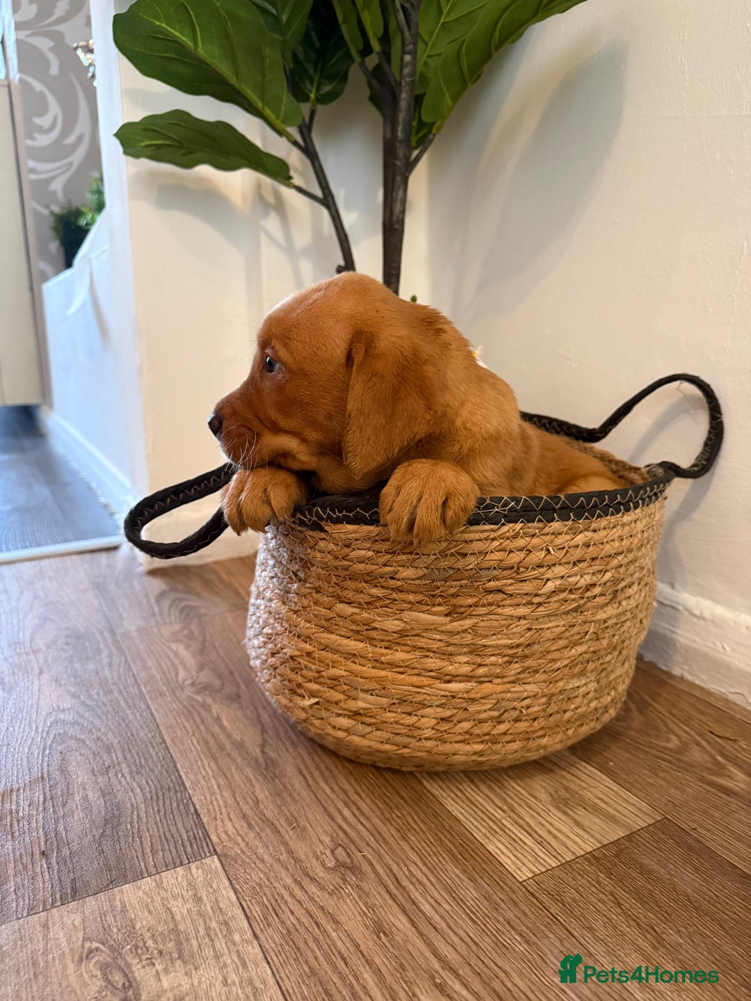 Labrador Retriever dogs for sale: Labrador pups for sale  - Advert 5