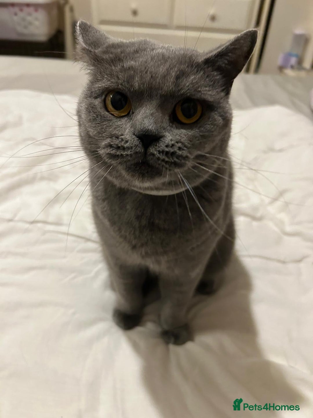 British Shorthair cats for sale: Beautiful British blue girl - Advert 3