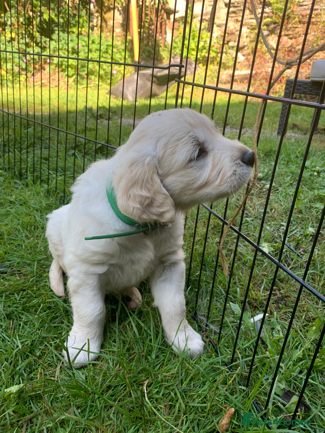 Golden Retriever dogs for sale: 1 BOY LEFT! Beautiful KC Golden Retriever Puppies! in Llanfyrnach - Image 21