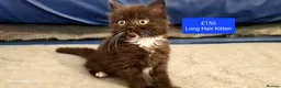 Mixed Breed cats for sale: Beautiful Mix Breed Kittens - Advert 12