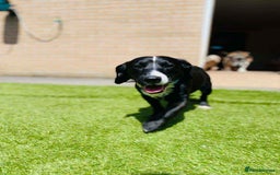 Mixed Breed dogs for sale: Spaniel x Terrier - Image 1