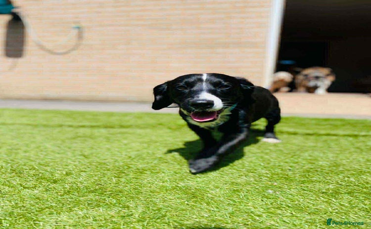 Mixed Breed dogs - Advert 1