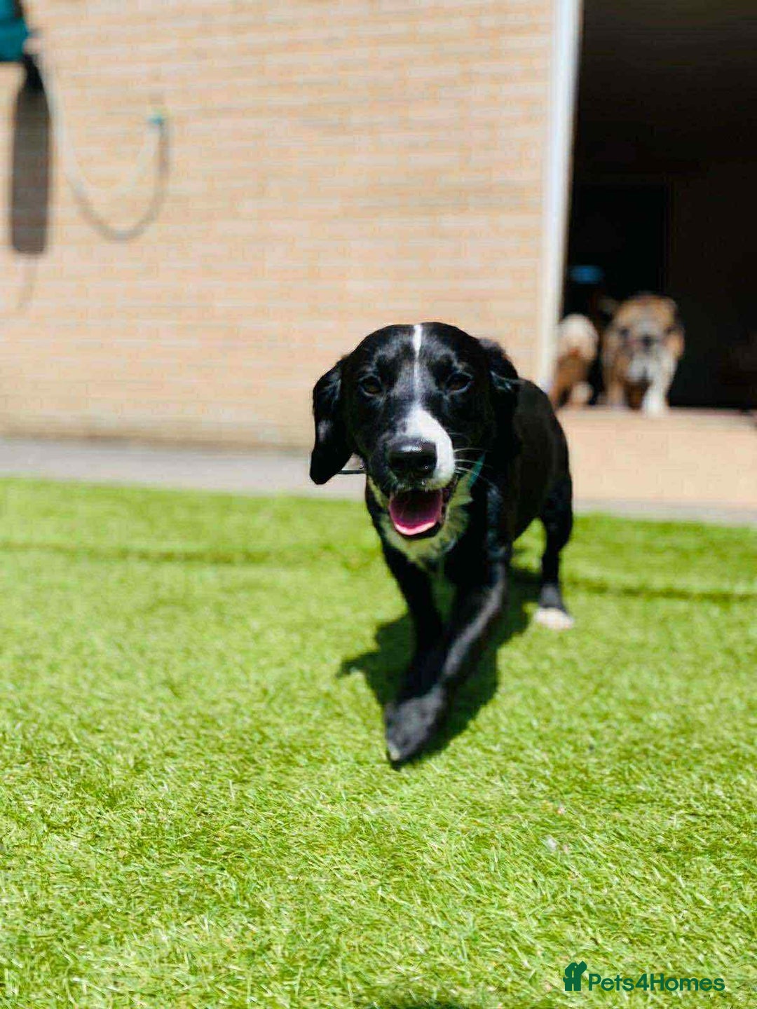 Mixed Breed dogs for sale: Spaniel x Terrier - Image 1