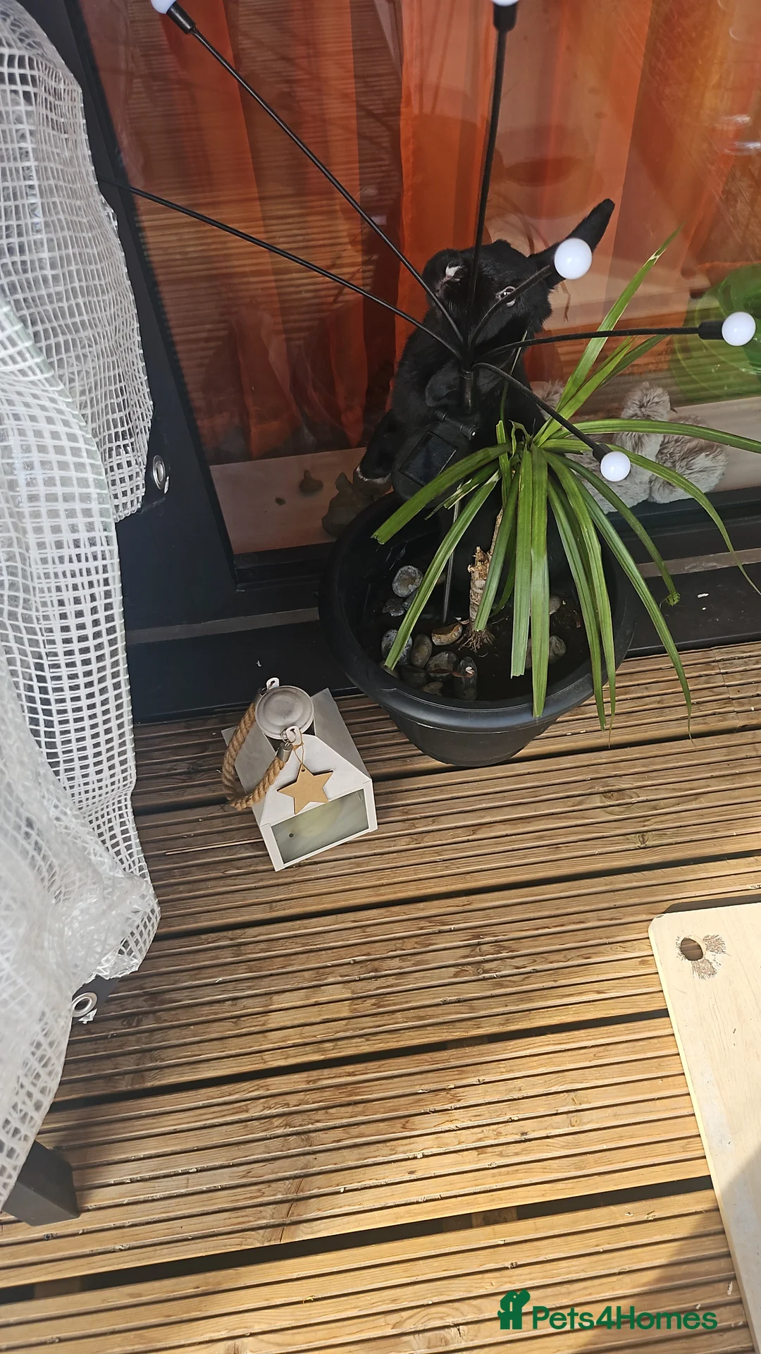 English Lop rabbits for sale: Two black and white bunnies - Advert 2