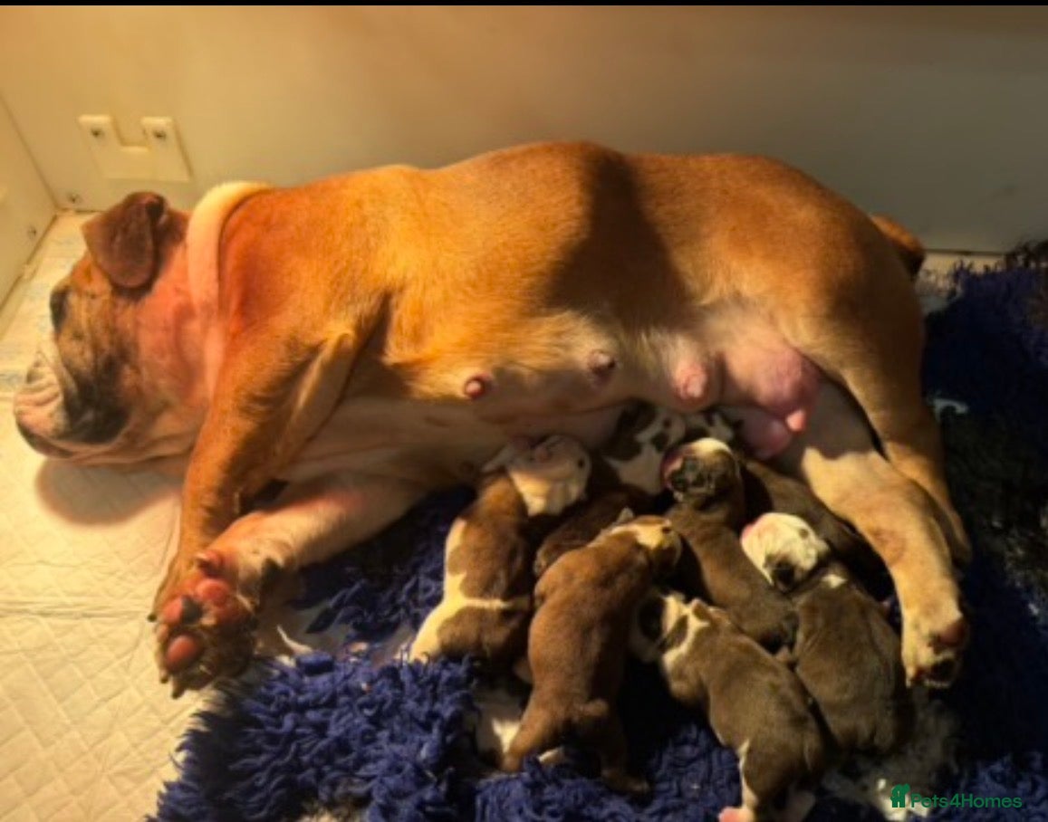 English Bulldog dogs Traditional English Bulldog puppies  - Advert 2