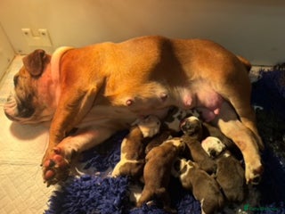 English Bulldog dogs Traditional English Bulldog puppies - Advert 1