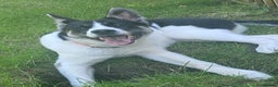 Huskita dogs for sale: Loving and affectionate Huskita  - Advert 4