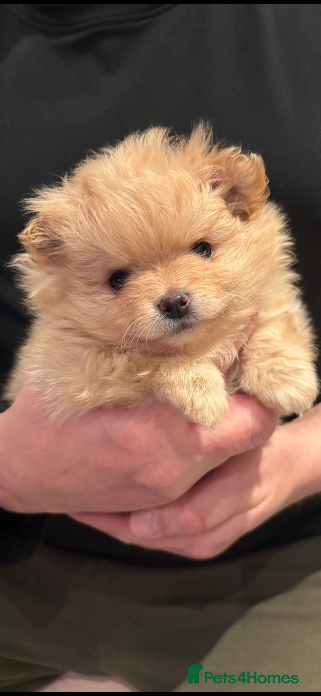 Pomeranian dogs for sale: Pomeranian girl puppies - Advert 1