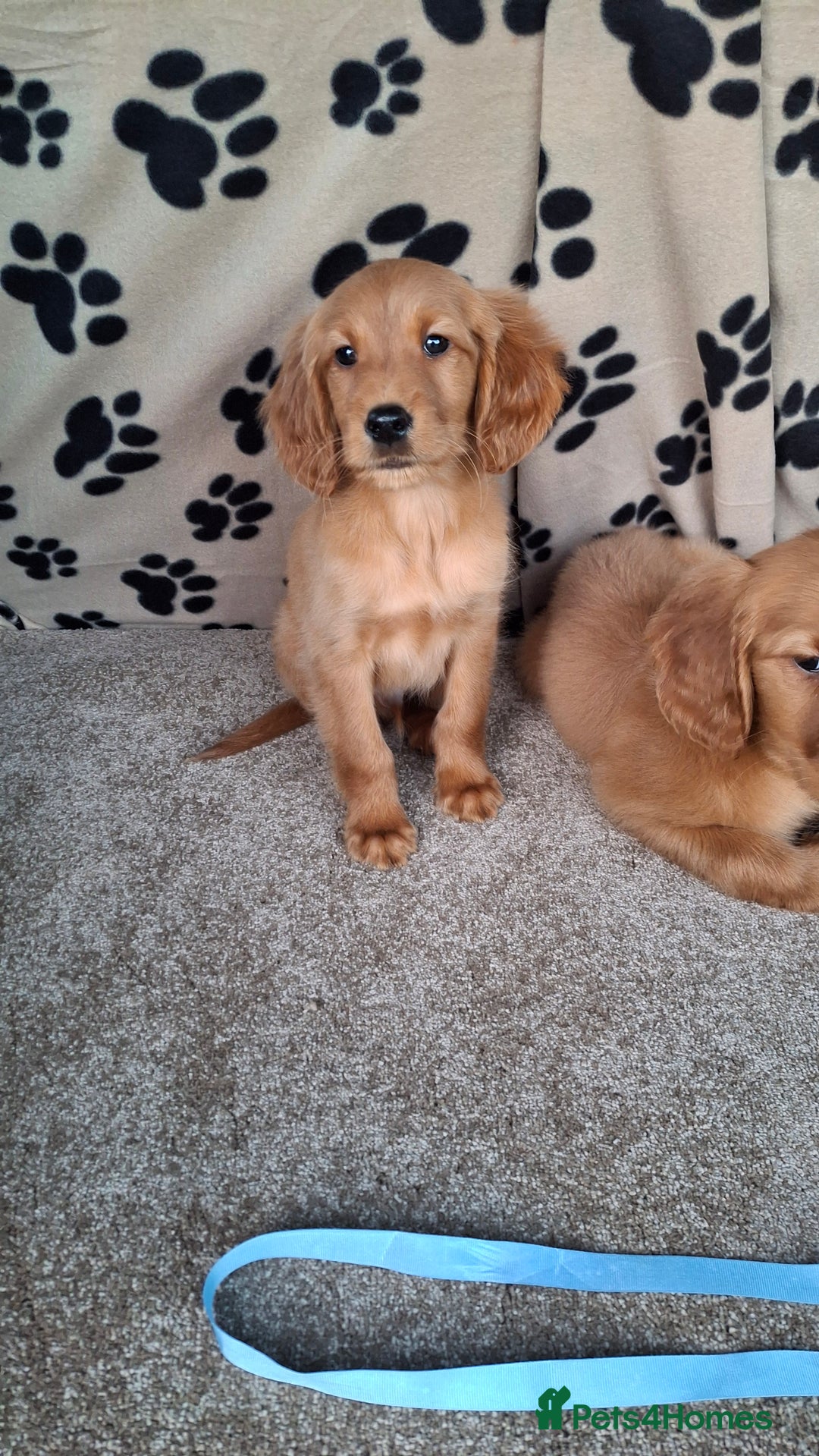 Mixed Breed dogs for sale: Beautiful golden irish puppies. - Advert 12