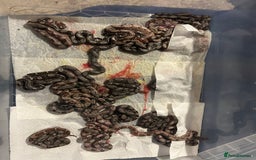 Boa Snake reptiles for sale: 2025 Boa Constrictor Babies in Letchworth Garden City - Image 23