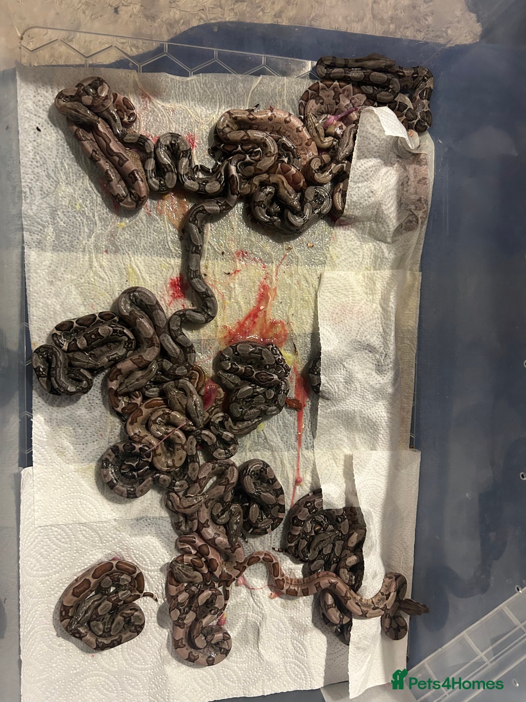 Boa Snake reptiles for sale: 2025 Boa Constrictor Babies in Letchworth Garden City - Image 23