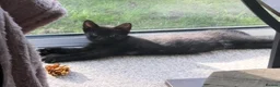 British Shorthair cats for sale: Black female kitten 12 weeks  - Advert 3
