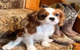 Cavalier King Charles Spaniel dogs for sale: 🐶 Adorable Cavalier King Charles Puppies 🐶 - Image 1