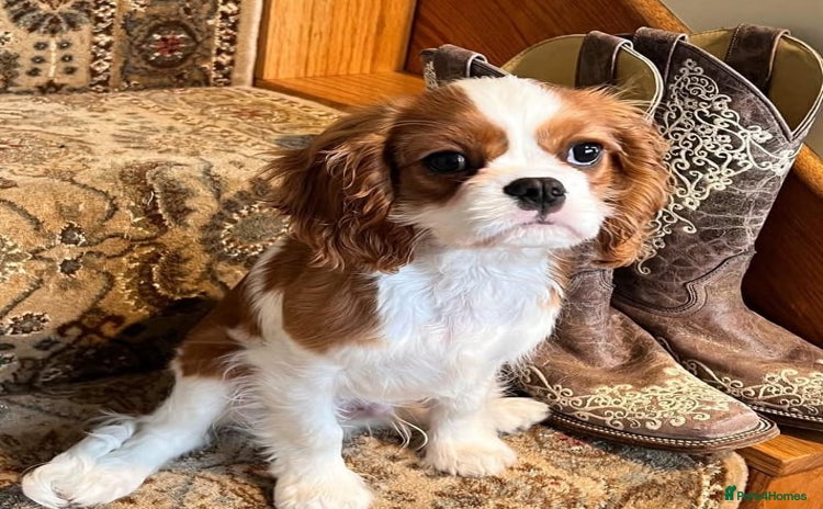 Cavalier King Charles Spaniel dogs - Advert 1