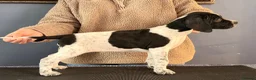 Pointer dogs for sale: Stunning Pedigree Pointer pups-will steal hearts - Advert 28