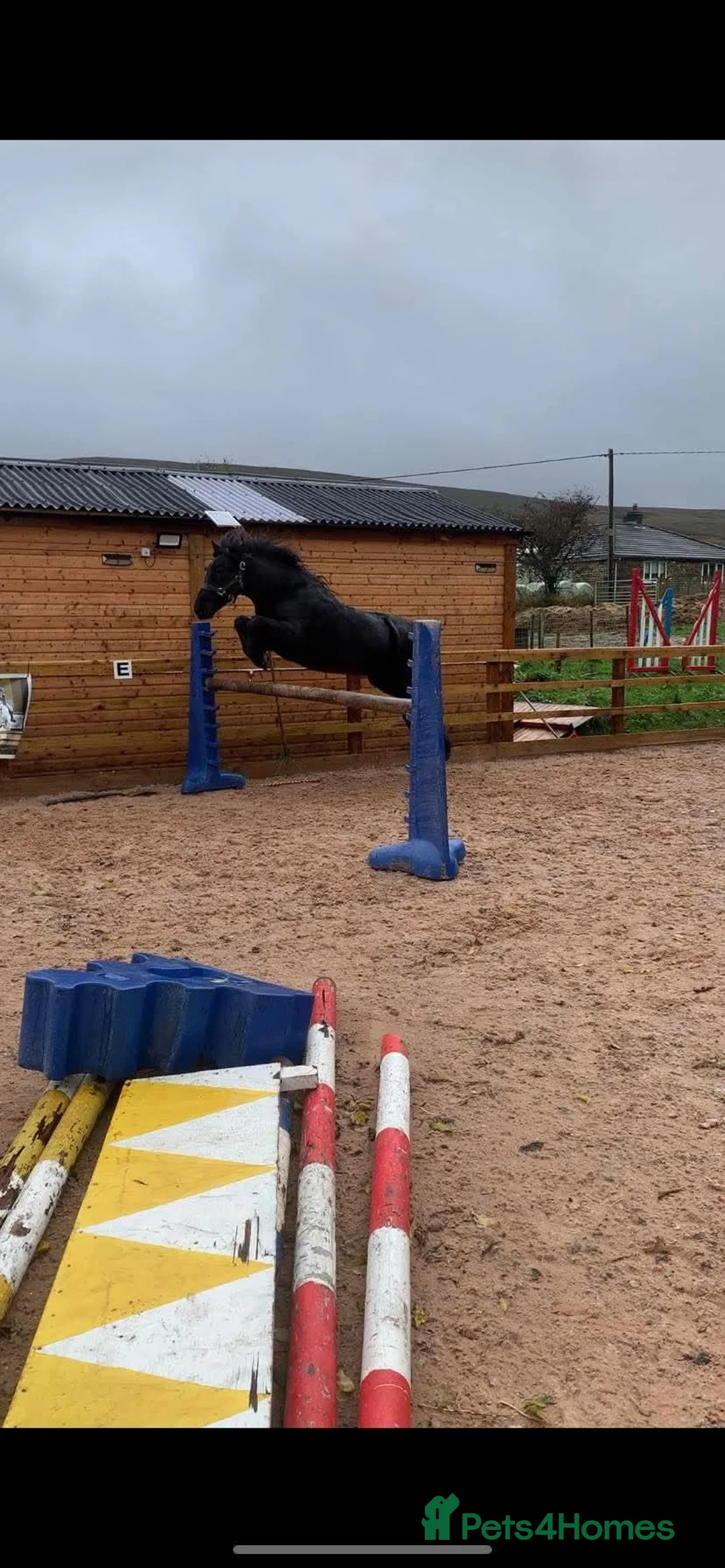 Fell horses for sale: Registered Fell Linnel Brackenbank Greenholme line in Rochdale - Advert 2