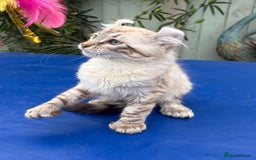 Savannah cats for sale: Breath taking rare girl - Image 12