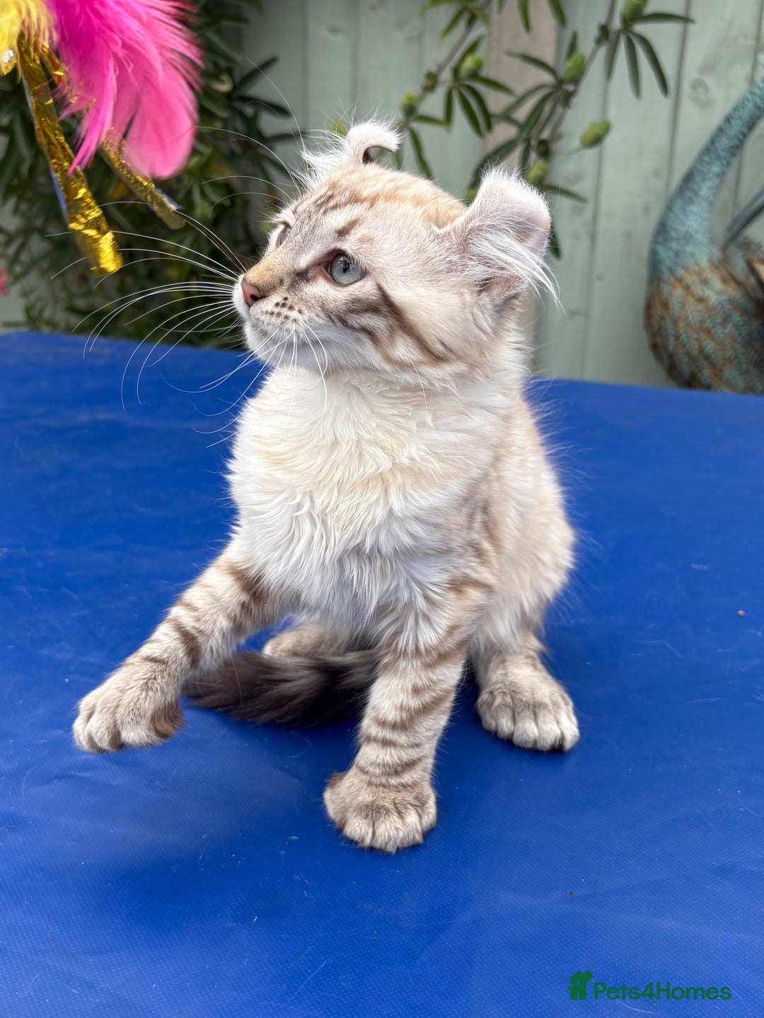Savannah cats for sale: Breath taking rare girl - Image 12