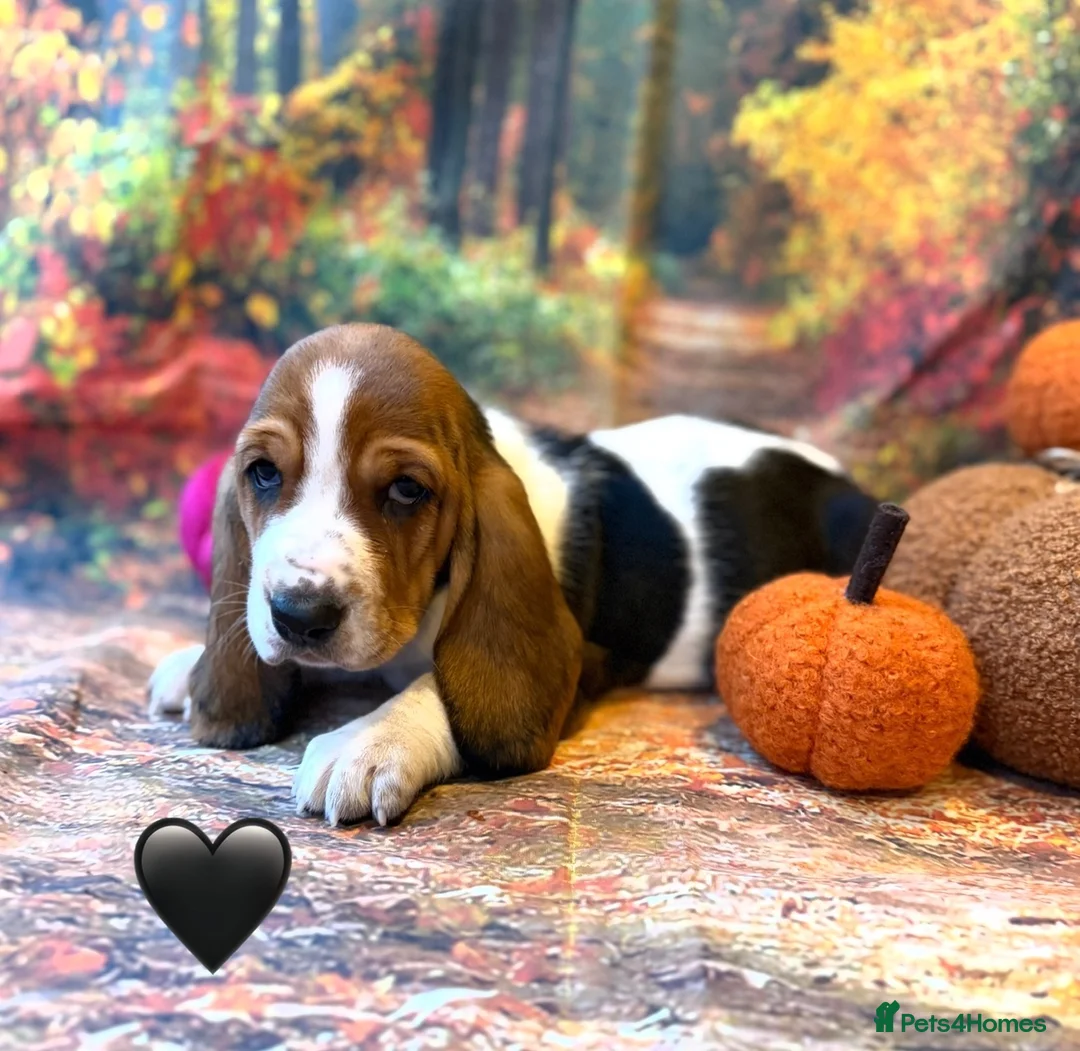 Basset Hound dogs for sale: Stunning basset puppies - Advert 2
