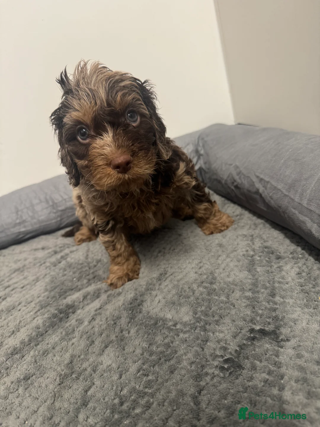 Cockapoo dogs for sale: F1 miniature Cockapoos  - Advert 12