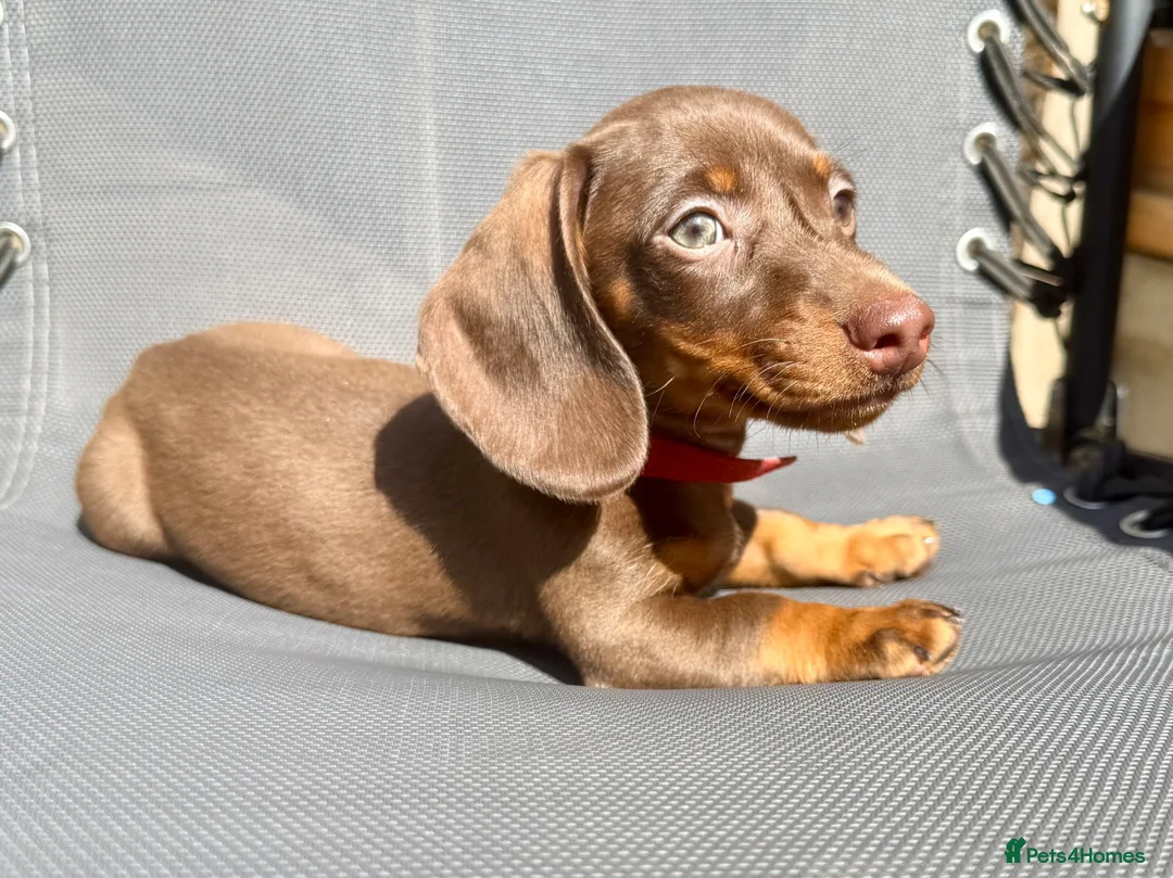 Miniature Dachshund dogs for sale: True miniature chocolate boy - Advert 1