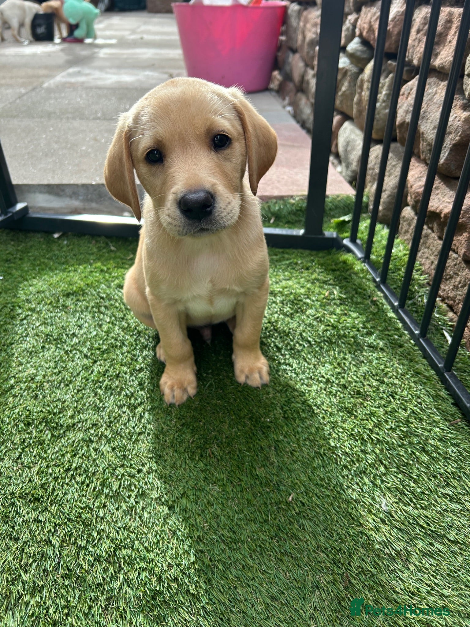 Labrador Retriever dogs Yellow boy & Champagne girl; ready 31st July.  - Advert 1