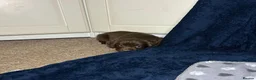 Cocker Spaniel dogs for sale: Working Cocker Spaniel - Chocolate, Roans, Golden - Advert 13