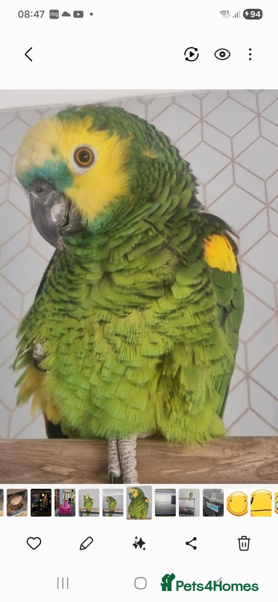 Parrots birds 7 year old blue fronted amazon - Advert 2