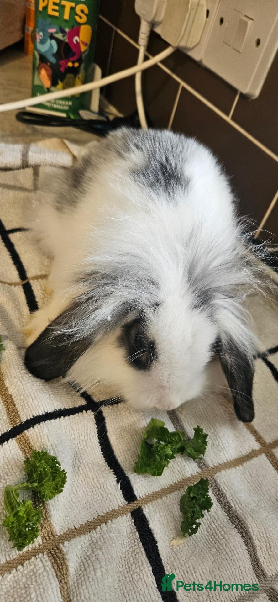 Mixed Breed rabbits for sale: Mini-lop cross lionhead rabbits - Advert 11