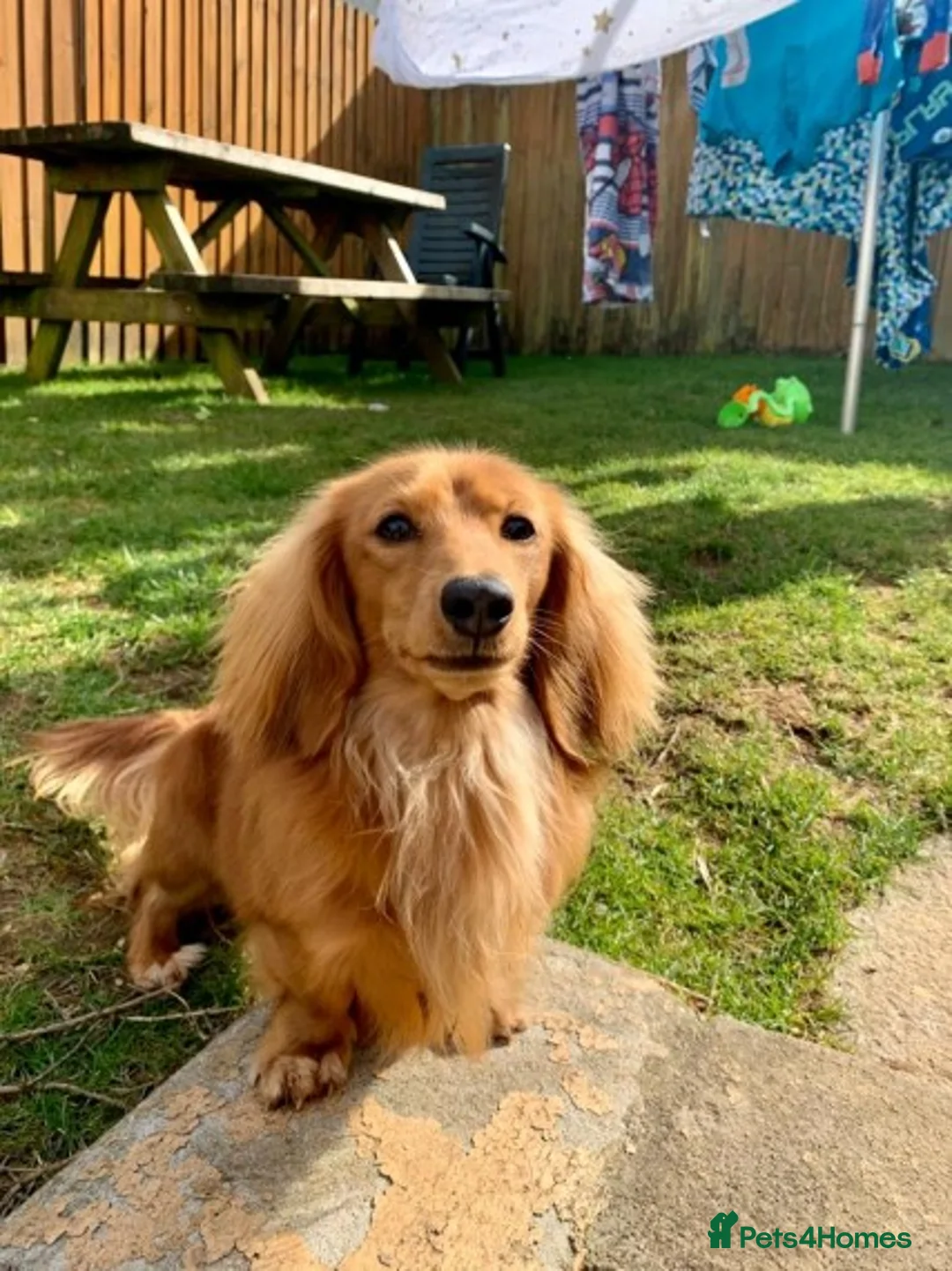 Miniature Dachshund dogs for stud: Quality Cream Long Haired Mini Dachshund in Launceston - Advert 7